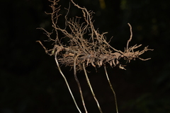 Amauropelta glanduligera