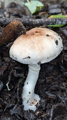 Leucoagaricus