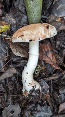 Leucoagaricus