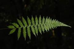 Amauropelta glanduligera