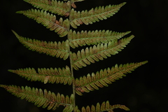 Amauropelta glanduligera