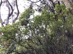 Vaccinium calycinum