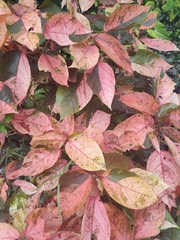 Acalypha wilkesiana