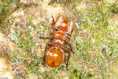 Cephalotes clypeatus