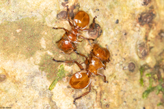 Cephalotes clypeatus