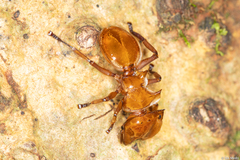 Cephalotes clypeatus