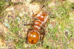 Cephalotes clypeatus