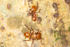 Cephalotes clypeatus