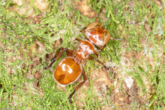 Cephalotes clypeatus