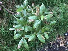 Vaccinium calycinum