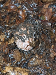 Inosperma adaequatum