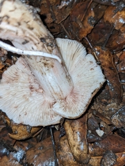Inosperma adaequatum