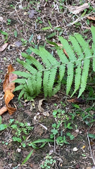 Deparia acrostichoides