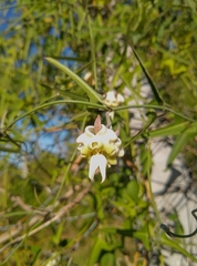 Araujia angustifolia
