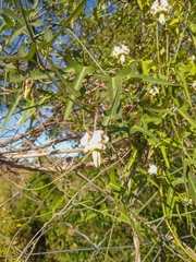 Araujia angustifolia