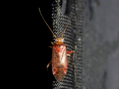 Diomocoris