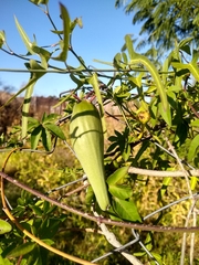Araujia angustifolia