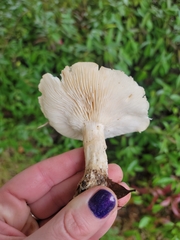 Leucopaxillus gentianeus