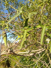 Araujia angustifolia