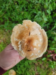 Leucopaxillus gentianeus