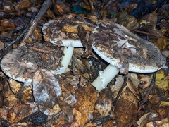 Amanita calyptratoides