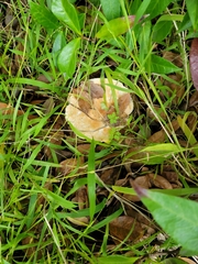 Leucopaxillus gentianeus