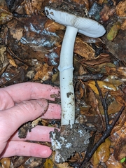 Amanita calyptratoides
