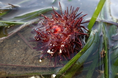 Mesocentrotus franciscanus