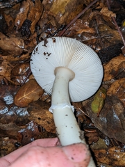 Amanita calyptratoides