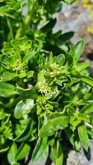 Lepidium oligodontum