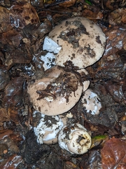 Amanita calyptratoides