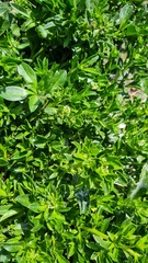 Lepidium oligodontum