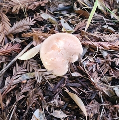 Leucopaxillus gentianeus