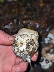 Amanita calyptratoides