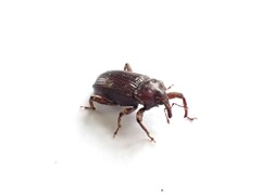 Mitrastethus baridioides