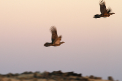 Centrocercus urophasianus