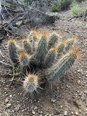 Echinocereus engelmannii fasciculatus