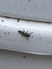 Coccinellinae