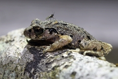 Leptobrachella ventripunctata