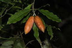 Melodinus cochinchinensis