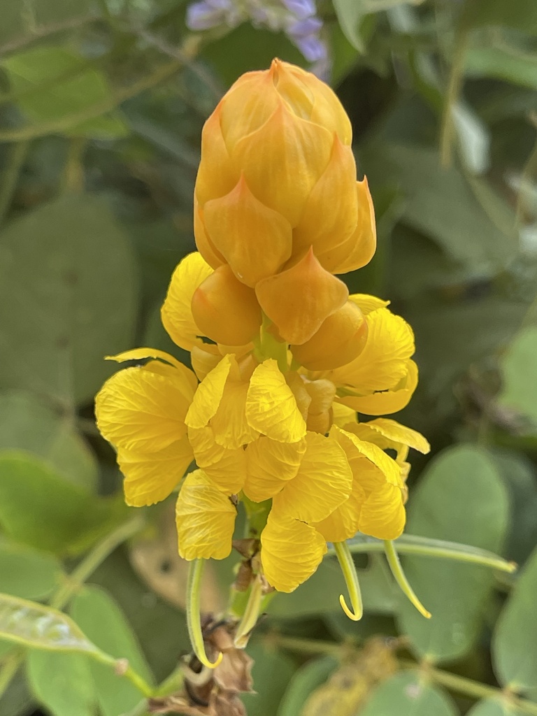 Reticulate senna from paz 5 san luis talpa la paz sv on january 3
