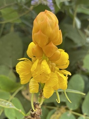 Senna reticulata