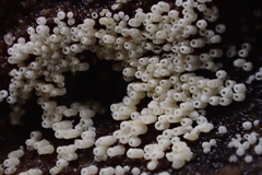 Henningsomyces