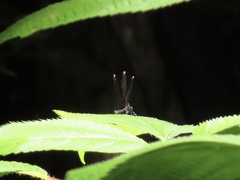 Calopteryx maculata