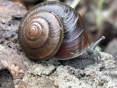 Helminthoglypta sanctaecrucis