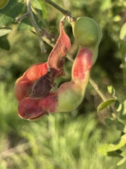 Pithecellobium dulce