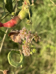 Pithecellobium dulce