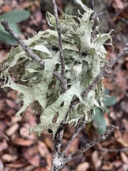 Ramalina subleptocarpha