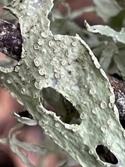 Ramalina subleptocarpha
