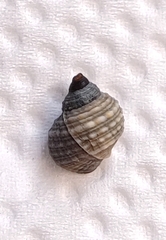 Echinolittorina radiata